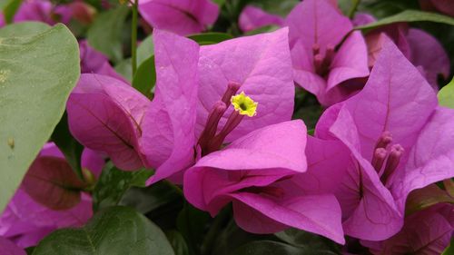 Close-up of pink flower