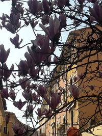 Low angle view of cherry blossoms against sky