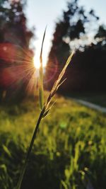 Close-up of fresh plants in field against sky