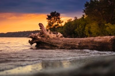 Close-up of dead tree against sky during sunset