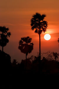 Silhouette palm trees against orange sky