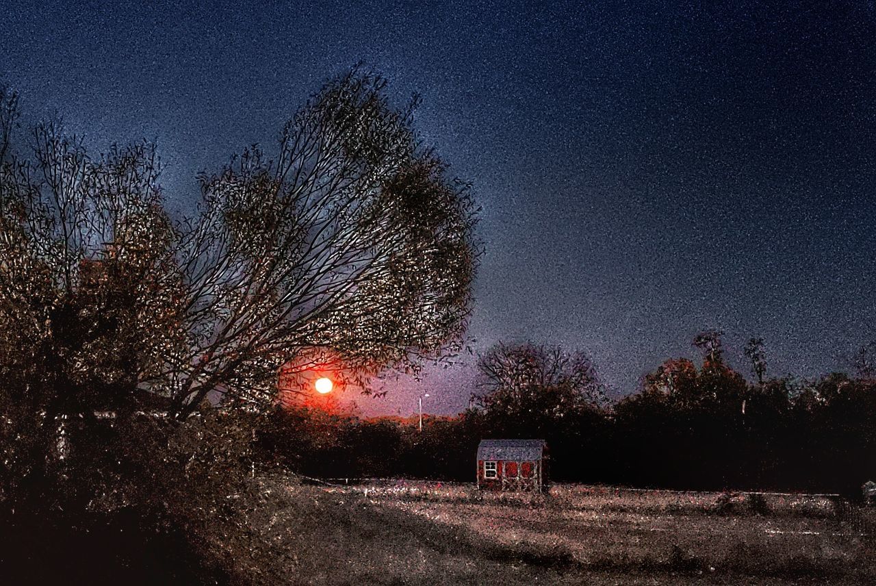 tree, night, plant, darkness, sky, nature, no people, evening, illuminated, astronomical object, light, star, outdoors, scenics - nature, beauty in nature, dawn, tranquility, tranquil scene