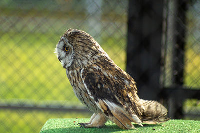 Close-up of eagle perching on fence