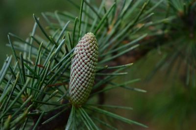 Close-up of pine cone on field