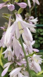 Close-up of white flowering plant