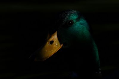 Close-up of a bird