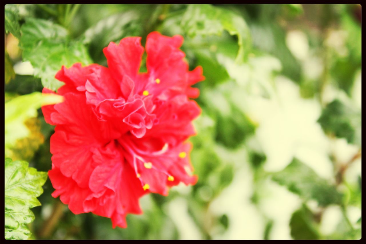 flower, transfer print, petal, freshness, fragility, flower head, growth, auto post production filter, beauty in nature, blooming, focus on foreground, close-up, nature, red, plant, in bloom, single flower, park - man made space, day, pink color