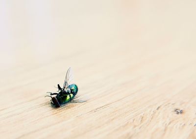 Close-up of fly on table