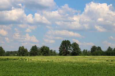Scenic view of field against sky