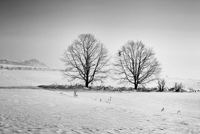 Bare tree against clear sky during winter