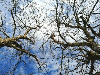 Low angle view of bare tree against sky