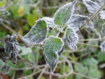 Close-up of frozen tree on field during winter