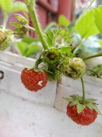 Close-up of strawberries