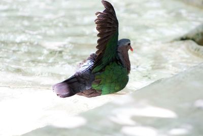 Bird flying over water