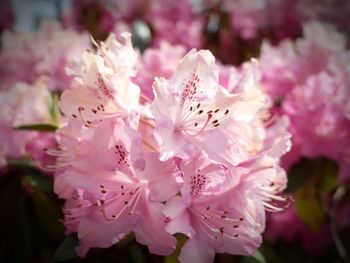 Close-up of pink cherry blossoms