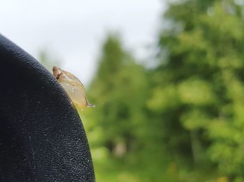 Close-up of snail on leaf