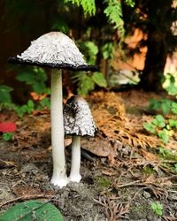 Close-up of mushroom growing on field