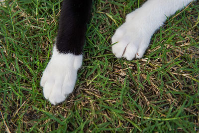 High angle view of cat on grass