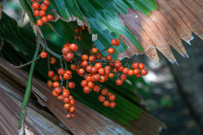 Close-up of cherries growing on tree