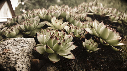 Close-up of succulent plant