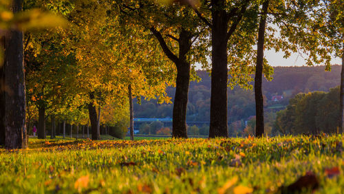 Trees on field during autumn