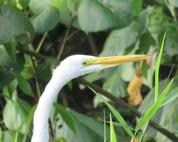 Close-up of a bird