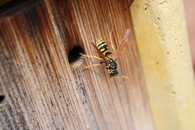 Macro shot of wasp on wood