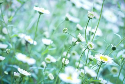 Close-up of white daisy flowers