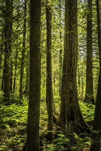 Pine trees in forest