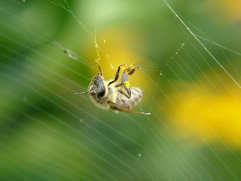 Close-up of spider on web