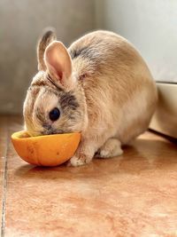 Close-up of rabbit eating food