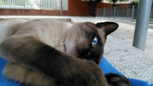 Close-up of cat