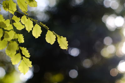 Close-up of yellow flower tree