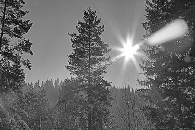 Low angle view of trees against sky