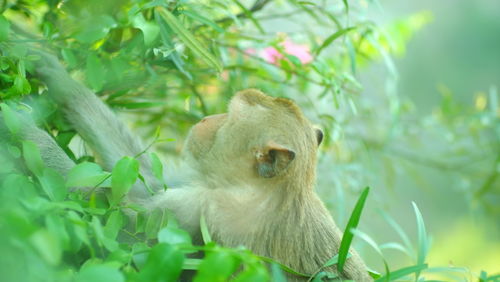 Monkey looking away