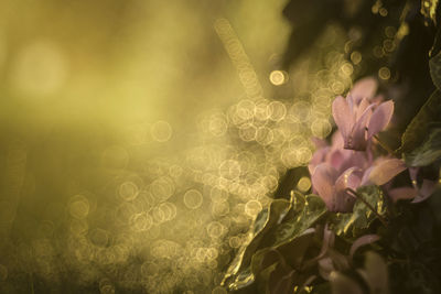 Close-up of flowers against blurred background