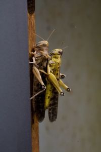 Close-up of insect on wood