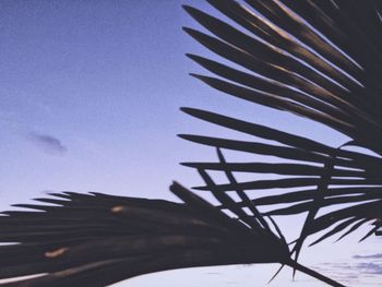 Low angle view of palm tree against blue sky