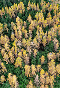 High angle view of pine tree in forest