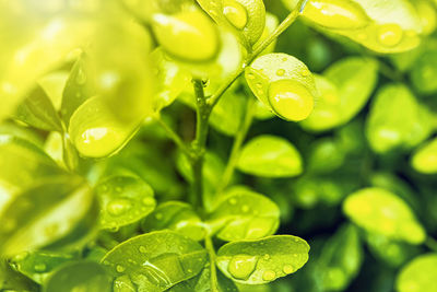 Close-up of raindrops on leaves