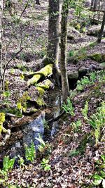 Trees growing in forest