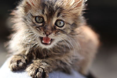 Close-up portrait of cat