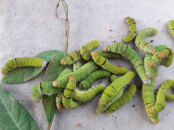 High angle view of caterpilla and green leaves on plant against wall