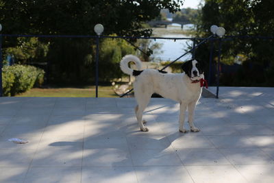 View of dog standing against plants