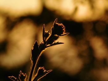 Close-up of dry plant