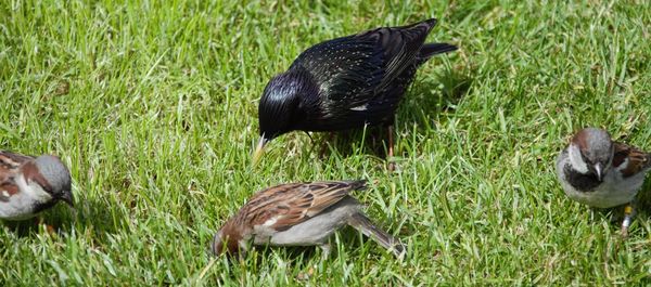 High angle view of duck on field