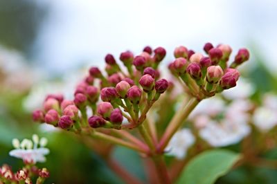 Close-up of pink flowering plant