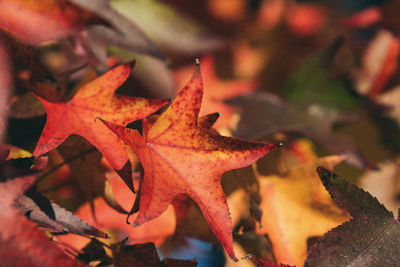 Close-up of maple leaves on plant