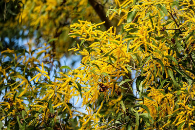 Close-up of yellow leaves on tree