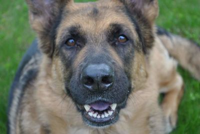 High angle portrait of german shepard sitting on field